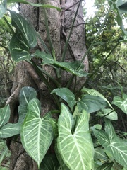 Syngonium