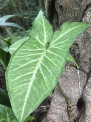Syngonium