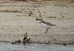 Charadrius ruficapillus