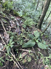 Swertia shintenensis