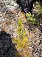 Caustis blakei