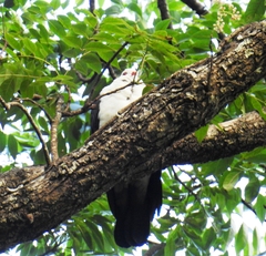 Columba leucomela