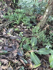 Swertia shintenensis