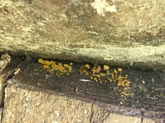 Calycina claroflava