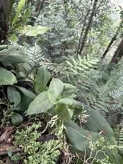 Swertia shintenensis