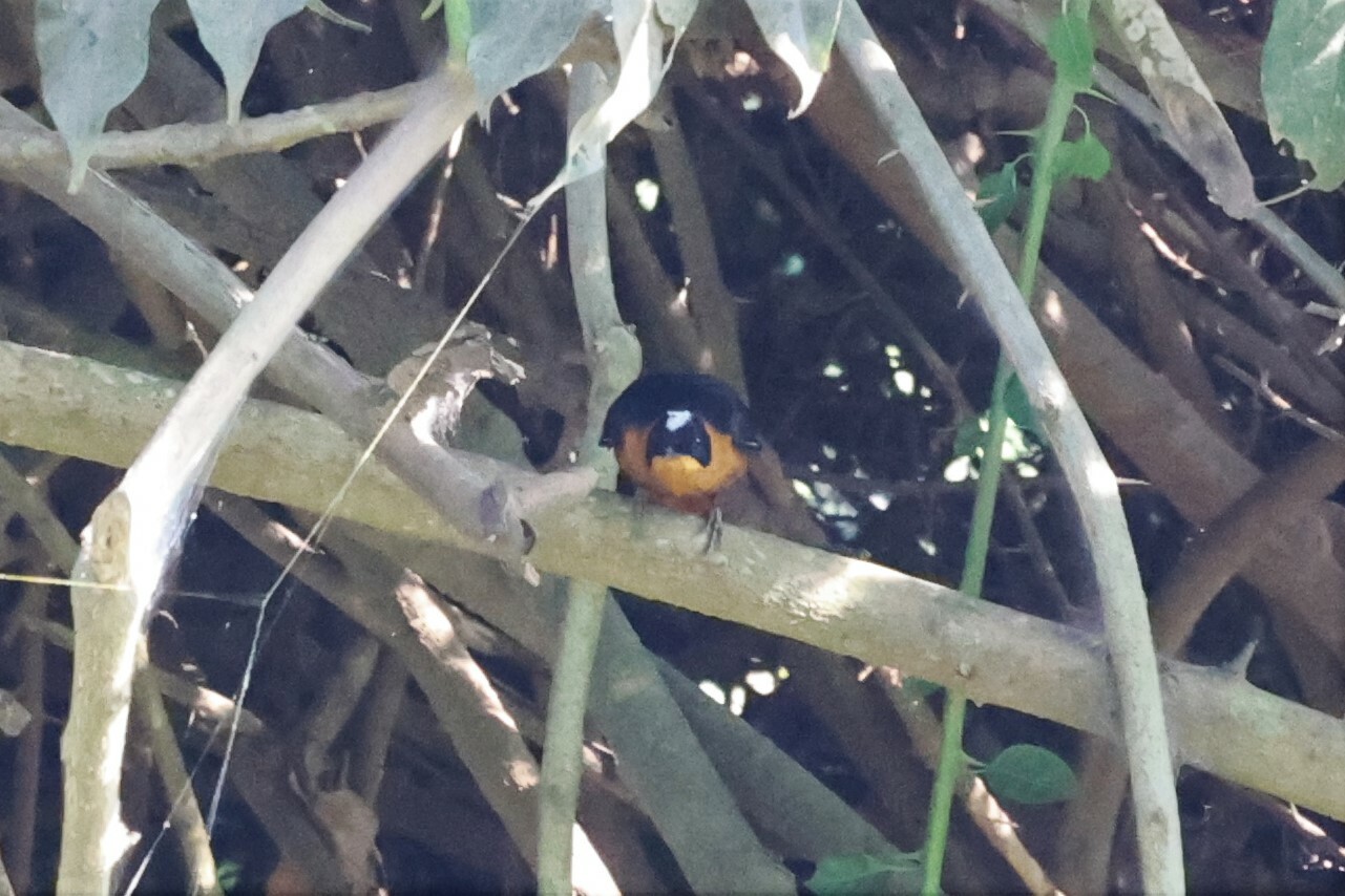 Snowy-crowned Robin-Chat (Cossypha niveicapilla)