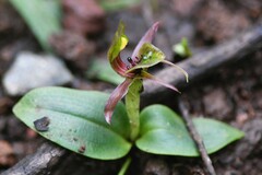 Chiloglottis jeanesii