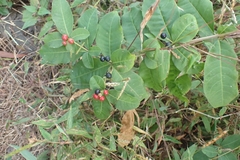 Rauvolfia serpentina