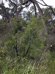Persoonia longifolia