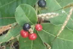 Rauvolfia serpentina