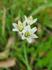 Nothoscordum gracile
