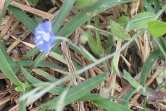 Evolvulus alsinoides