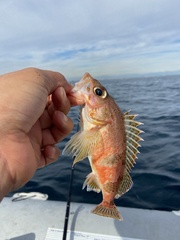 Sebastes semicinctus