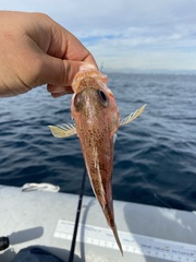 Sebastes semicinctus