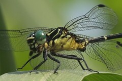 Austrogomphus prasinus
