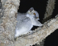 Lepilemur leucopus