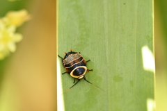 Ellipsidion australe
