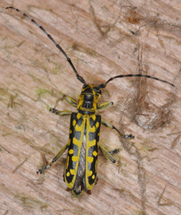 Saperda scalaris
