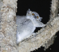 Lepilemur leucopus