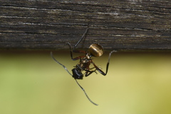 Polyrhachis rufifemur