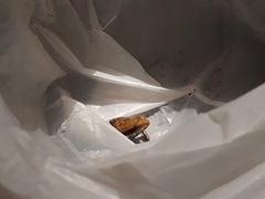 Physalaemus fischeri