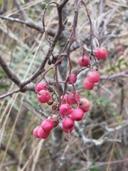Schinus molle