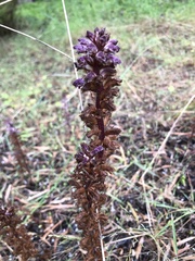 Orobanche minor