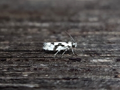 Lichenaula calligrapha