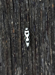 Lichenaula calligrapha