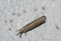 Culladia cuneiferellus