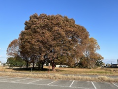 Zelkova serrata