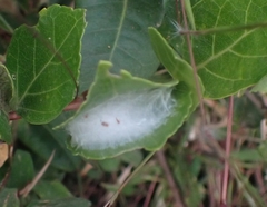 Marumba dyras