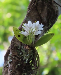 Sarcochilus falcatus