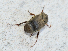 Melolonthinae