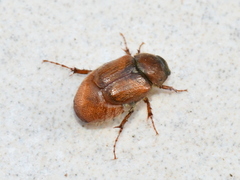 Scarabaeoidea