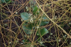 Cassytha filiformis