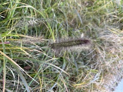 Cenchrus alopecuroides