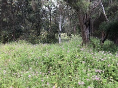 Pelargonium capitatum