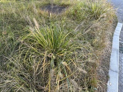 Cenchrus alopecuroides