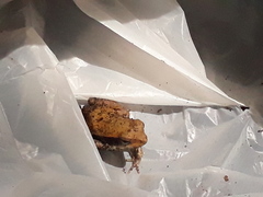 Physalaemus fischeri