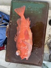 Sebastes rosenblatti