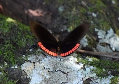 Biblis hyperia