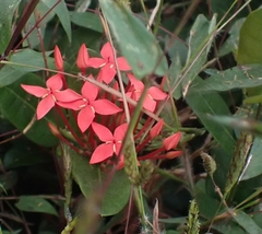 Ixora coccinea