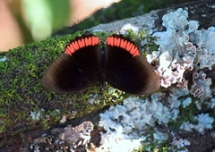 Biblis hyperia