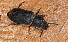 Spondylis buprestoides