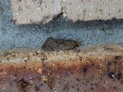 Syncometes vilis