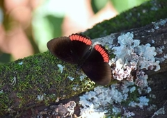 Biblis hyperia