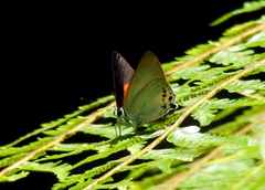 Deudorix hypargyria hypargyria