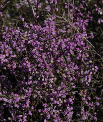 Muraltia spinosa