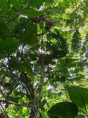 Cyathea lasiosora